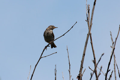 Wetterpiper - Waterpieper - Anthus spinoletta