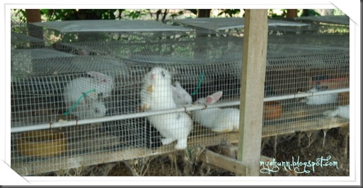 Incage rabbit