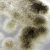Carateriztic of Aspergillus niger