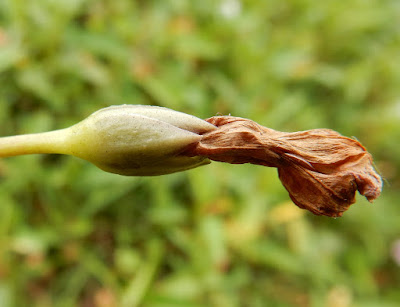 甕菜的花