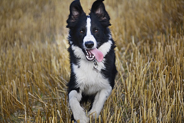 Border collie