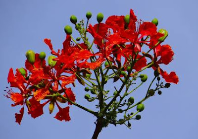 Gulmohar Flower