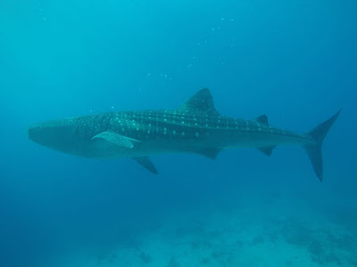 whaleshark whalesharks oslob, cebu, filipina, phillipines