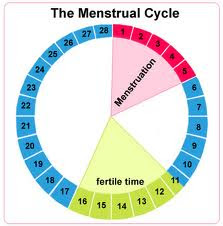 ... Gender: Using Ovulation Calculator Boy or Girl To Calculate Ovulation