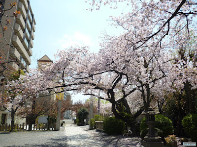 櫻宮神社の桜