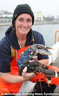 Rare Blue Lobster Found in The Isle of Man Island, England pictures pics photos images gallery