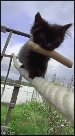 Amazing Kitten GIF • Impurrsible 'Hotdog Mission'? Nope, because that black kitty is an amazing acrobat! [ok-cats.com]