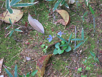 violets, Tokyo