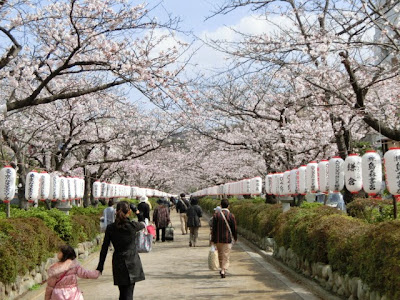  段葛の桜