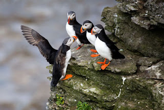 Funny Atlantic Puffin