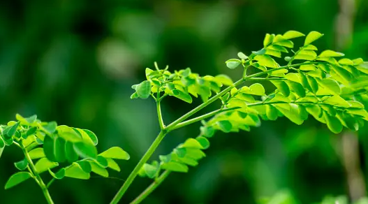 Daun Kelor