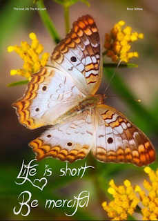 life is short cards