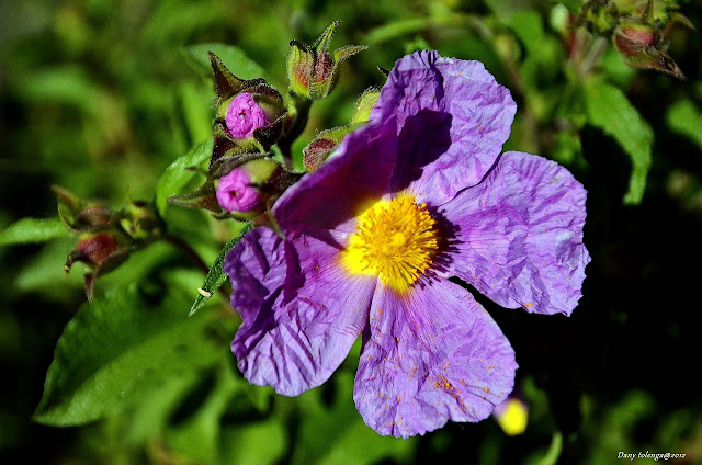 Cistus creticus