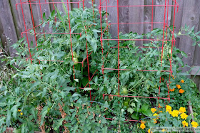 tomatoes growing in a raised bed in square red cages