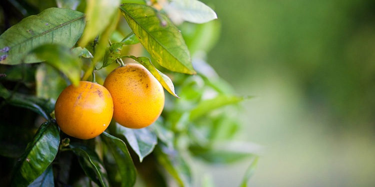 oranges