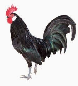 ayam minorka hitam