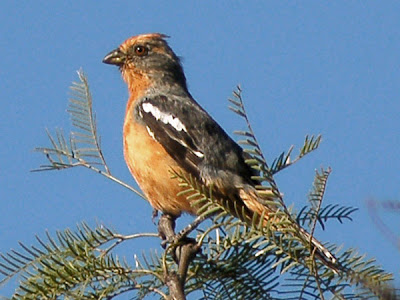 nido de Cortarramas Phytotoma rutila