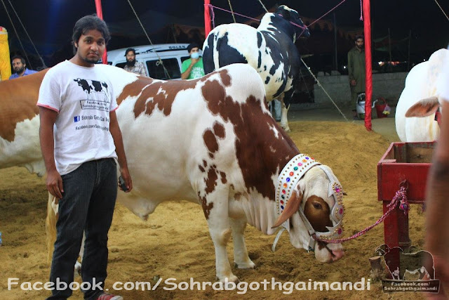 Rahman Cattle Farm 2013