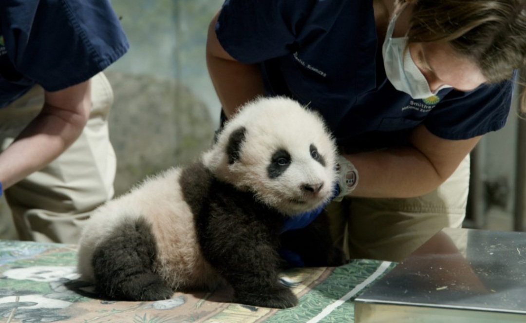 Giant Pandas At The "National Zoo" Will withdraw To China In 2023 