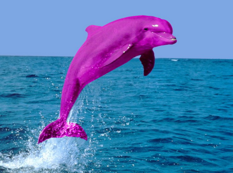 Dark Pink Dolphin title=