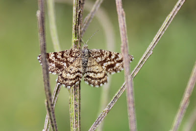 Gewone Heispanner - - Ematurga atomaria