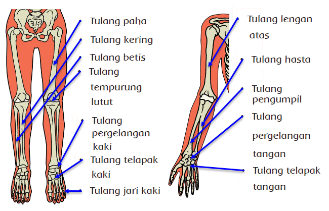 Menjelaskan Alat  Gerak  dan Fungsinya Pada Manusia 