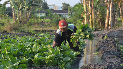 Melepas Penat, Kebun Sayur Jadi Tempat Idaman Prajurit Yonarmed 12/Kostrad