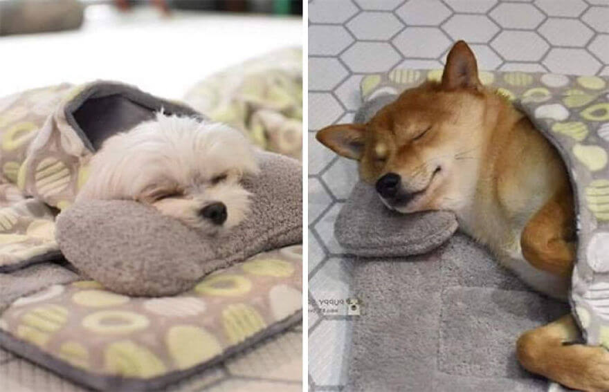 Adorable Pictures Puppies Are Napping In A Puppy Daycare Center