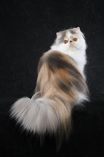 persian cat pets breed kitten infomation photo