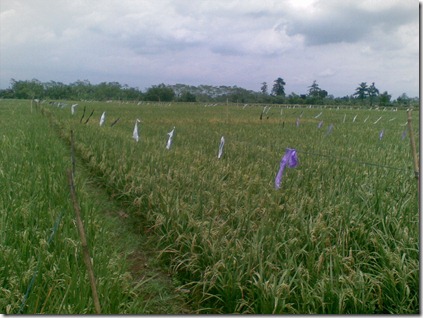 mengendalikan-hama-burung-tanaman-padi