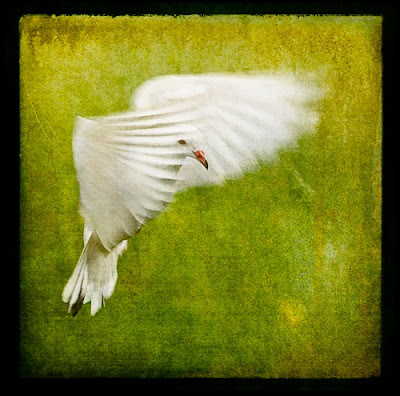 White Bird Landing