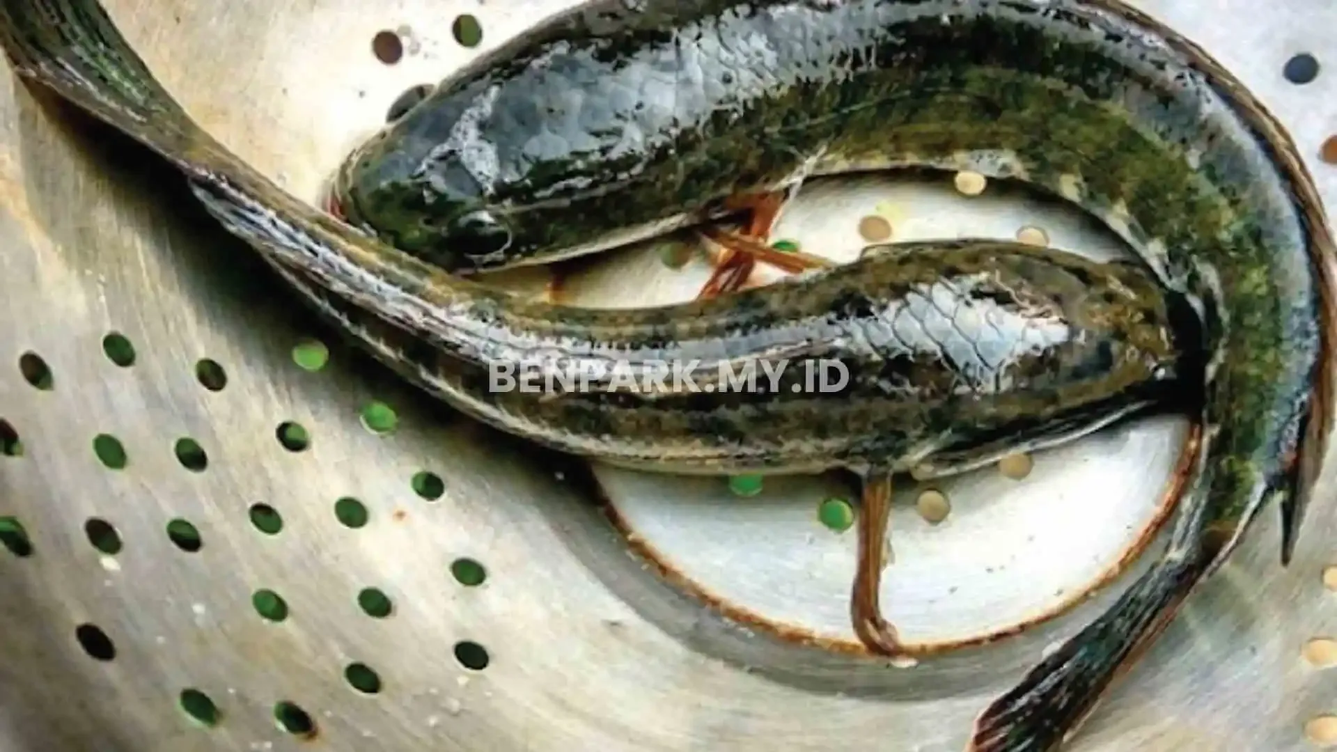 Usaha Ternak Ikan Gabus Lokal