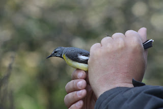 Male Grey Wagtail