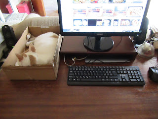 computer, screen, desk and large white cat in a box