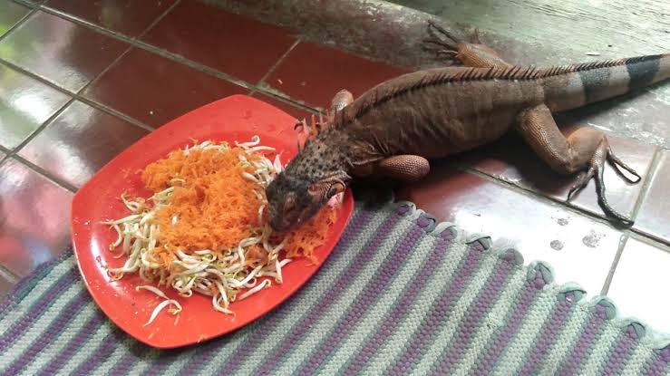 Tips Dan Saran Jitu Beternak Iguana Yang Lengkap Untuk Pemula Bisnis - darahpemuda.com