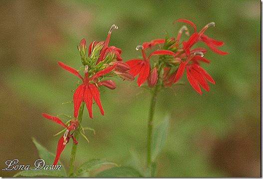 Cardinal_Flower_Lobelia