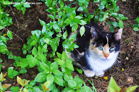 Cat in Ronda, Spain