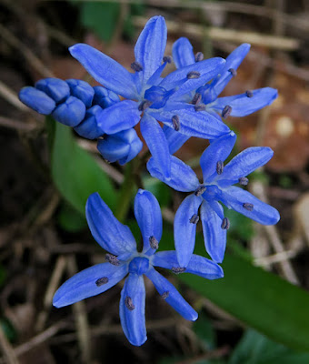 Scille deux feuilles (Scilla bifolia)