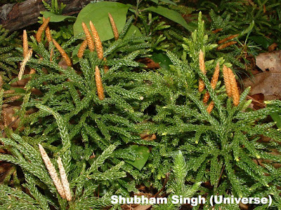Present day ClubMoss(Lycopodium sp.)- Shubham Singh (Universe)