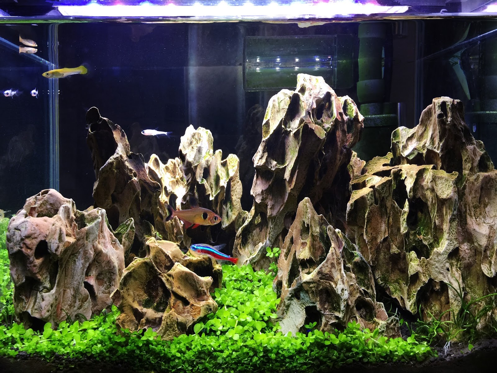 Aquascape Lounge 30cm水槽の石掃除と アピストグラマペアのお迎え