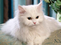 45+ Jenis-Jenis Kucing Peliharaan Terpopuler Dan Gambarnya