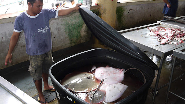 Sandakan Stingray