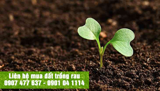 dat sach trong rau tai nha