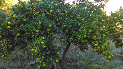 citrus sinensis