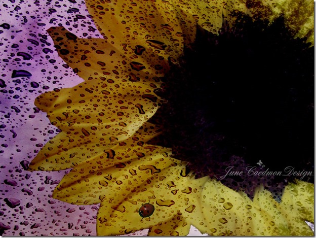 Sunflower_Dark
