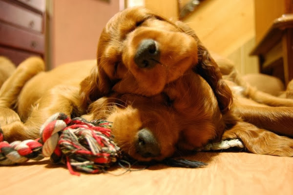 dogs sleeping together, dogs hugging