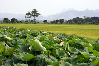 Ha Nam Province (Tỉnh Hà Nam) 1