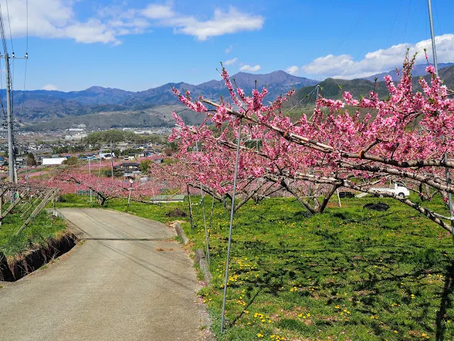 塩山　桃畑