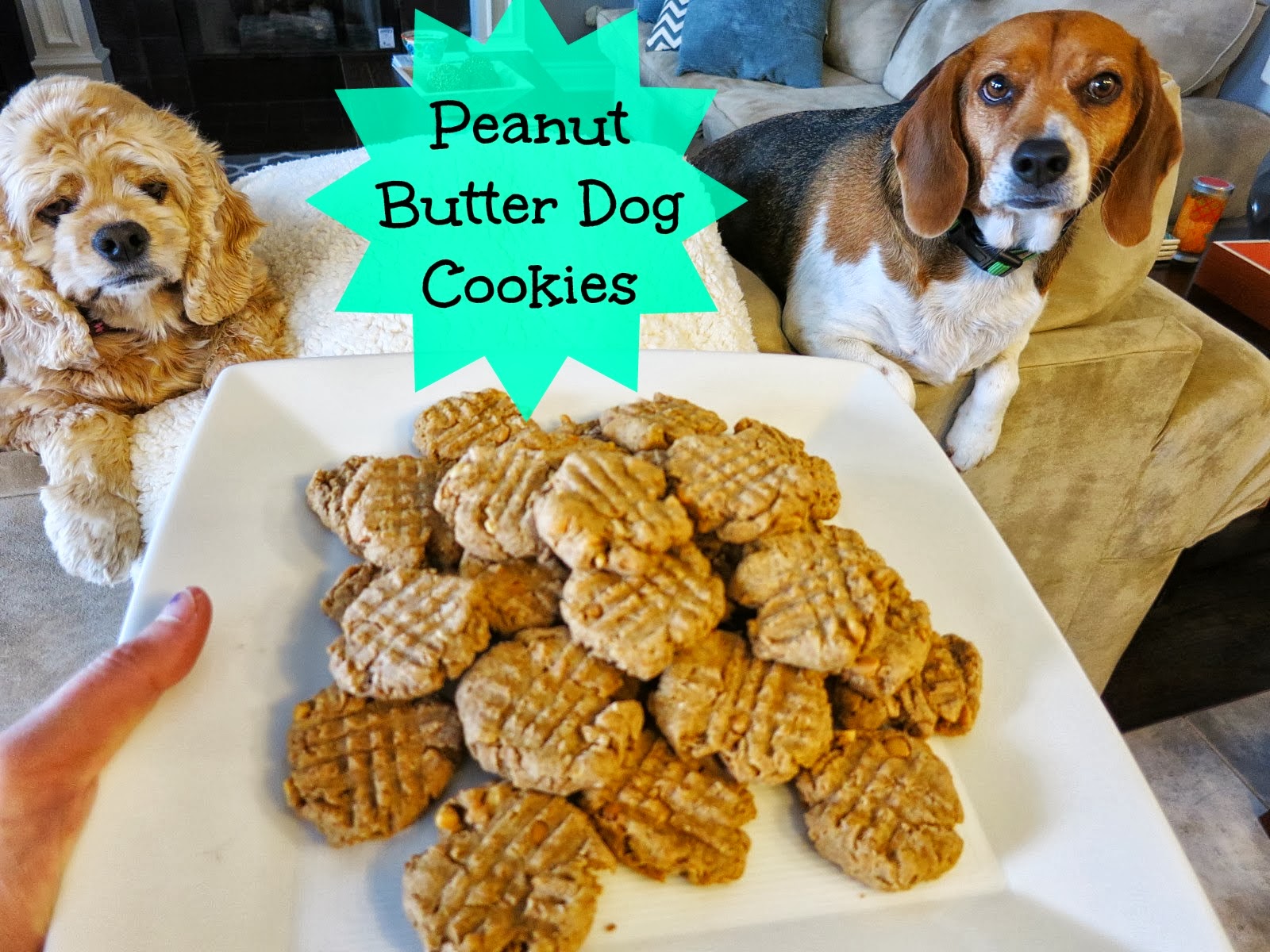 The Healthy Sooner: Homemade Peanut Butter Cookies for your Pups