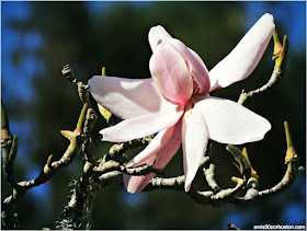 Golden Gate Park: Flora